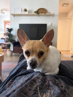 Coco, Chihuahua / Mixed Breed, young, available for adoption