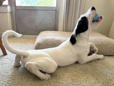Duke, Mixed Breed, young, available for adoption