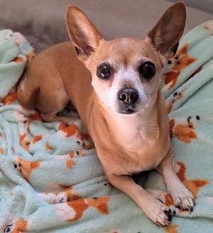 Baby, Chihuahua / Mixed Breed, senior, available for adoption