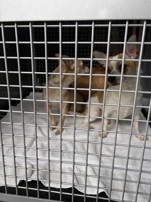 Butterfly, Chihuahua / Mixed Breed, young, available for adoption