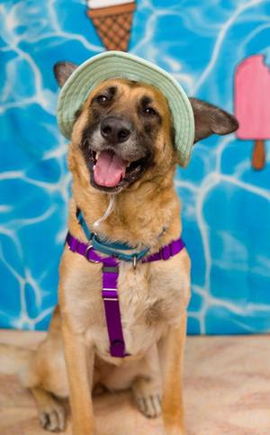 Boeing, Anatolian Shepherd / Mixed Breed, adult, available for adoption