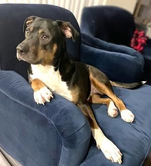Big Mac, Mixed Breed, adult, available for adoption