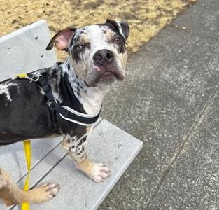 Ollie, Pit Bull Terrier / Mixed Breed, young, available for adoption