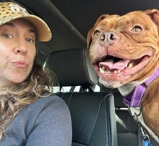Marzipan, Pit Bull Terrier / Mixed Breed, adult, available for adoption