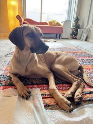 Holly, Mixed Breed, young, available for adoption