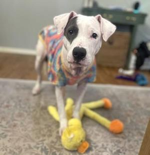 Misty, Pit Bull Terrier / Mixed Breed, adult, available for adoption
