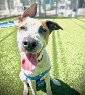 Marnie, Mixed Breed, adult, available for adoption