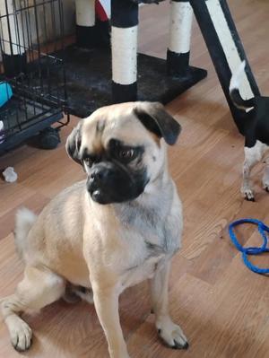 Temu Holder, Pug, adult, available for adoption