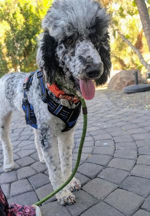 Show Time, Poodle (Standard), puppy, available for adoption