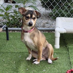 Dumpling, Chiweenie, young, available for adoption
