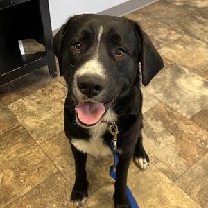 Jett, English Springer Spaniel / Golden Retriever, young, available for adoption