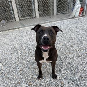 A black and white dog with a happy expression standing on a gravel surface.