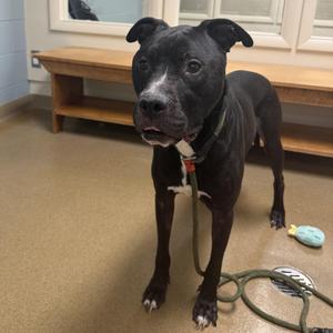 Zilo, Staffordshire Bull Terrier, adult, available for adoption