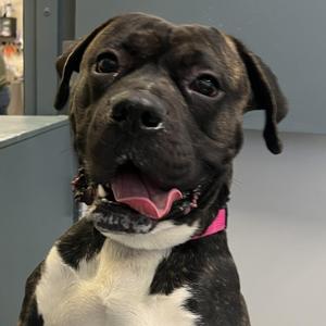 Thor, Boxer / American Staffordshire Terrier, young, available for adoption