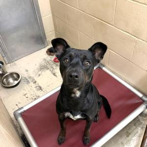 Velvet, Patterdale Terrier / Fell Terrier, young, available for adoption