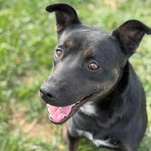 Velvet, Patterdale Terrier / Fell Terrier, young, available for adoption