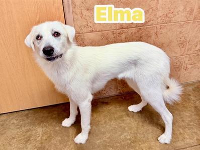 ELMA, Great Pyrenees Mix, young, available for adoption