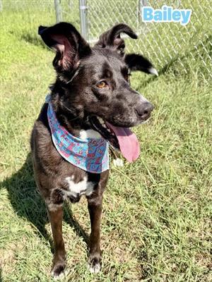 BAILEY, Labrador Retriever Mix, adult, available for adoption