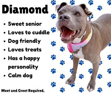 A gray pit bull dog with a pink collar and a happy expression, standing against a white background with blue paw prints. The text on the left describes the dog as "Diamond," a sweet senior, dog-friendly, loves treats, has a happy personality, and is a calm dog. It also mentions that a meet and greet is required.