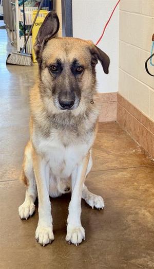 A brown and white dog sitting on a tiled floor, looking directly at the camera.