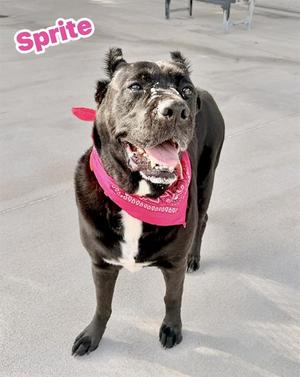 SPRITE, Cane Corso, adult, available for adoption