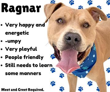 A light brown dog with its tongue hanging out, wearing a blue bandana. Text on the left lists characteristics: "Ragnar", "Very happy and energetic", "-umpy", "Very playful", "People friendly", "Still needs to learn some manners".