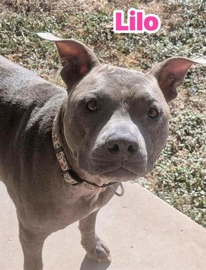 LILO, Pit Bull Terrier Mix, adult, available for adoption
