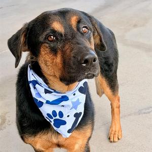 CLARISSA, German Shepherd Dog Mix, young, available for adoption