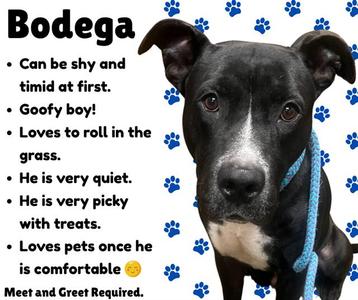 A black and white pit bull mix named Bodega with floppy ears and a blue leash, accompanied by text describing his personality traits and needs.