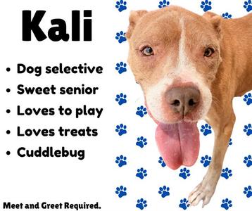 A brown and white dog with its tongue out, surrounded by blue paw prints. The text on the image reads 'Kali - Dog selective, Sweet senior, Loves to play, Loves treats, Cuddlebug. Meet and Greet Required.'