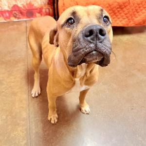 LUCY, Mastiff Mix, adult, available for adoption