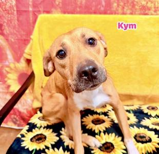 KYM, Carolina Dog Mix, adult, available for adoption