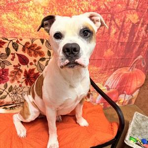 BULLSEYE, American Bulldog Mix, adult, available for adoption