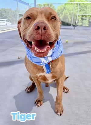 TIGER, Pit Bull Terrier Mix, adult, available for adoption