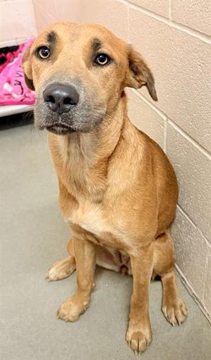 NAYA, Black Mouth Cur Mix, young, available for adoption