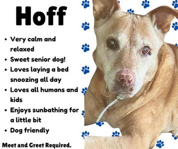 A light brown dog named Hoff is shown with a list of its personality traits including 'Very calm and relaxed', 'Sweet senior dog!', 'Loves laying a bed snoozing all day', 'Loves all humans and kids', 'Enjoys sunbathing for a little bit', and 'Dog friendly'.