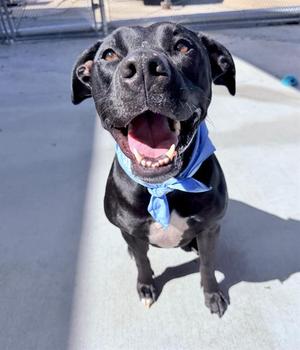 SHADOW, Pit Bull Terrier Mix, adult, available for adoption