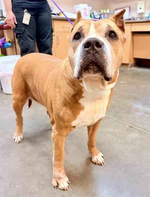 SANDY, American Pit Bull Terrier Mix, senior, available for adoption