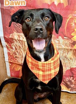 DAWN, Labrador Retriever Mix, adult, available for adoption
