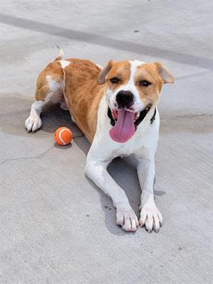 A brown and white dog lying on a concrete surface with its tongue out, next to an orange tennis ball.