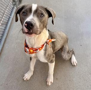 A gray and white dog wearing an orange bandana sits on a concrete surface.