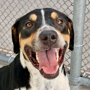 BOONE, Bluetick Coonhound Mix, adult, available for adoption