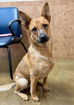 MISCHIEF, Australian Cattle Dog Mix, adult, available for adoption