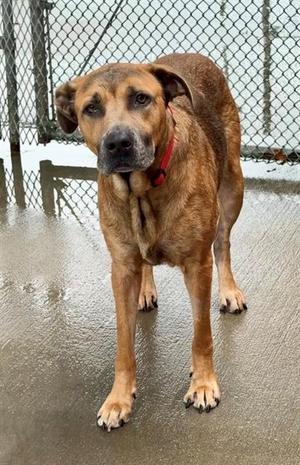 TODD, Black Mouth Cur Mix, adult, available for adoption