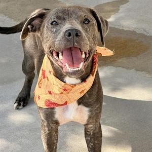 MIRANA, Pit Bull Terrier Mix, young, available for adoption