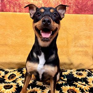 DIXON, Doberman Pinscher Mix, young, available for adoption