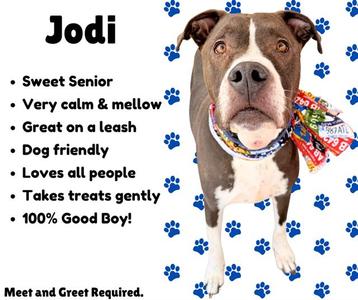 A brown and white dog named Jodi wearing a colorful bandana, standing on a blue background with paw prints. The text describes Jodi as a sweet senior, very calm and mellow, great on a leash, dog friendly, loves all people, and takes treats gently. It also states that a meet and greet is required.