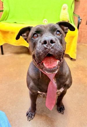 NAS, Pit Bull Terrier, senior, available for adoption
