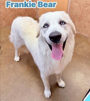 A white dog with blue eyes and a pink tongue is standing on a brown floor. The dog has long fur and is looking at the camera. The text "Frankie Bear" is displayed in the top left corner of the image.