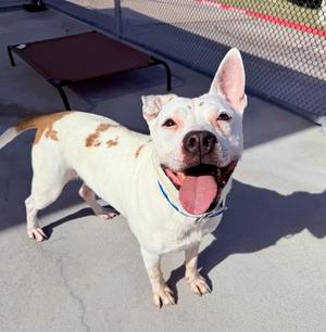 ROCKY, Pit Bull Terrier Mix, adult, available for adoption